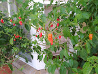 IMG_20120102_130048.jpg