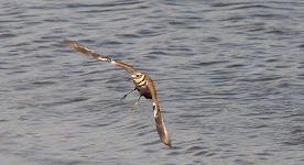 DSC_2091.JPG