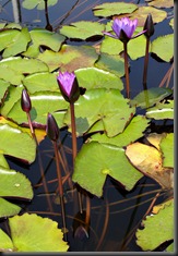 LAVENDER WATER LILIES 12