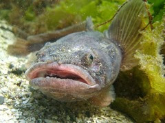 Midshipman Fish Midshipman Fish