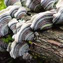 Turkey Tail