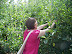 Picking Apples