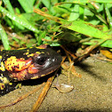 Portuguese Fire Salamander