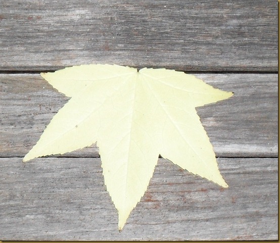 <SAMSUNG DIGITAL CAMERA>