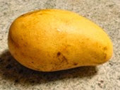 golden mango golden mango