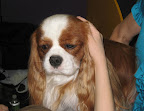 A solemn-looking Cavalier King Charles Spaniel.