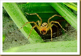 Funnel Weaving Spider_ROT9598 August 08, 2011 NIKON D3S