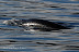  &ndash; Minke whale