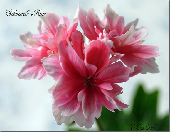Pelargoner i aug 016