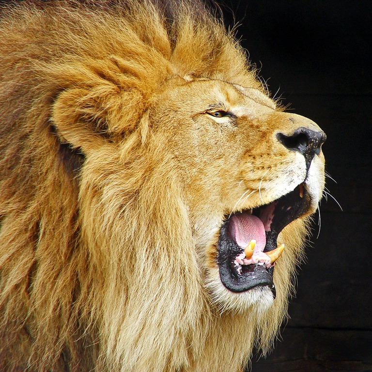 [Lion-roar%255B3%255D.jpg]