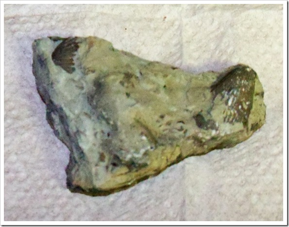 Crinoid fossil 2