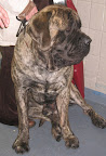 Don't mess with a Mastiff and his jowls!
