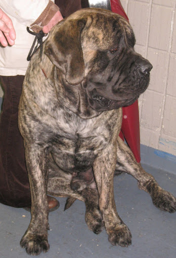 Don't mess with a Mastiff and his jowls!