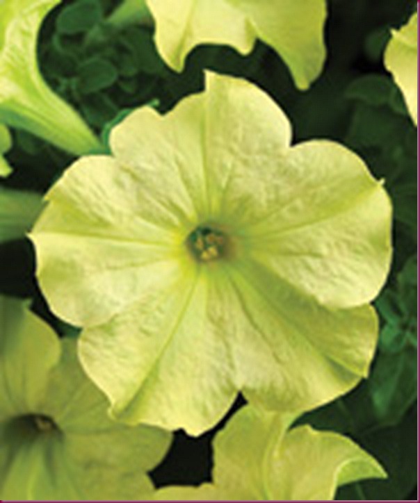 lime Green Petunia lime Green Petunia