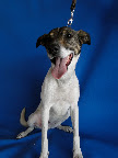 DORIS
Algo desconfiada, tranquila, cariñosa y flojita. Lista para ser adoptada.