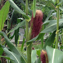 Common corn