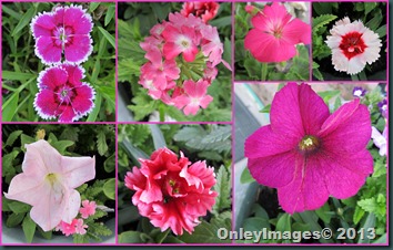 pink collage pink collage