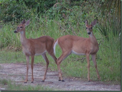 two deer