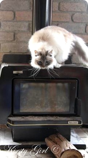 fireplace cat #4 fireplace cat #4