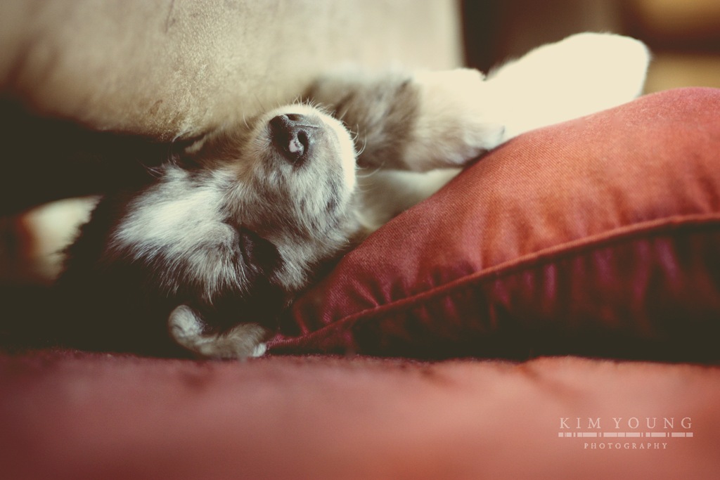 [sleeping%2520dog%255B4%255D.jpg]