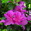 DSC_0976.JPG