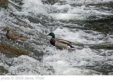 ' swimming against the current' photo (c) 2009, steve - license: http://creativecommons.org/licenses/by/2.0/