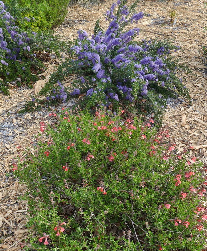 [120310_UCDArboretum_16%255B2%255D.jpg]