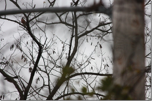 IMG_7071 IMG_7071