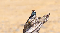 DSC04211.jpg