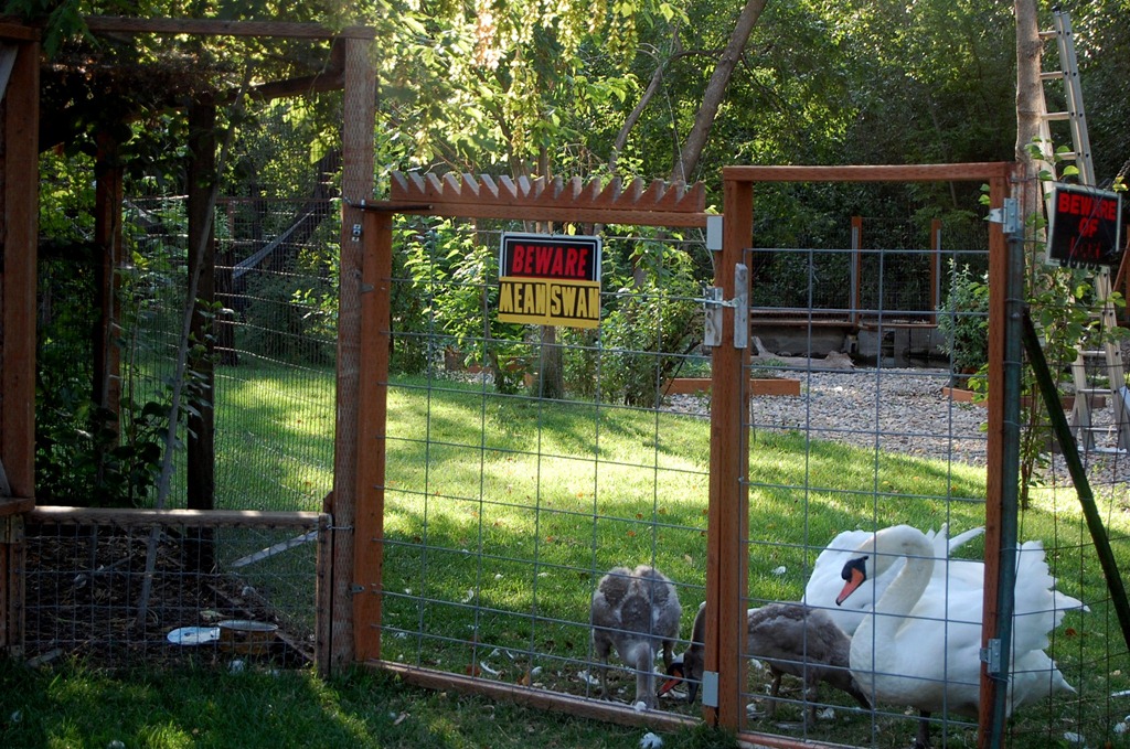 [swans26.jpg]