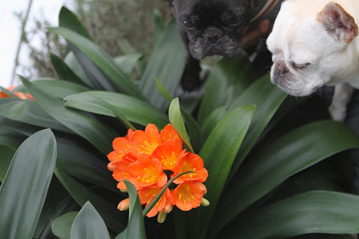 Sharkey, clivias are more commonly found bearing orange flowers, like this one.