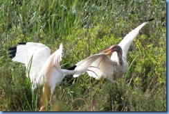 6453 Texas, South Padre Island - Birding and Nature Center -White Ibises 6453 Texas, South Padre Island - Birding and Nature Center -White Ibises