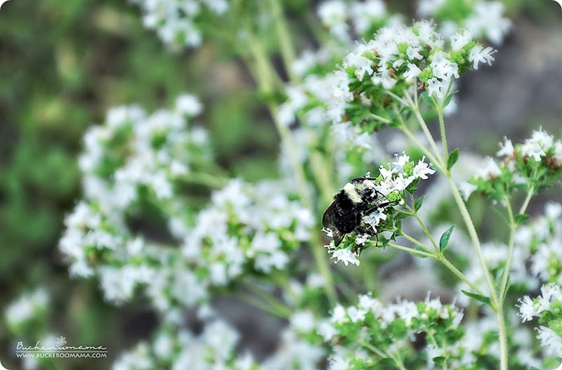 Bee-(1)
