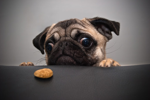 chien drole