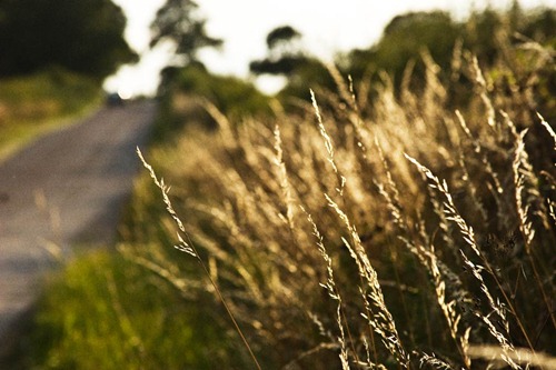 Wildgrass