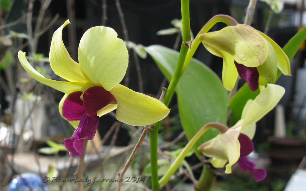 [03-28-orchids2%255B4%255D.jpg]
