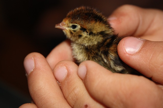 [quail20164.jpg]