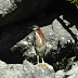Green.heron.dscn0328