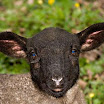 blacksheep.jpg
