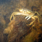 Krab