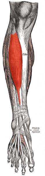 [Tibialis-anterior3.png]