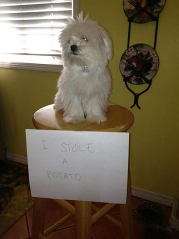[dog-shaming-bad-41%255B2%255D.jpg]