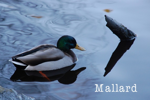 [Mallard2.jpg]