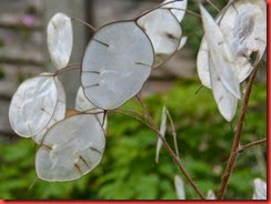 Honesty seeds Honesty seeds