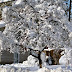 2011-12 First Winter Storm 1013.jpg
