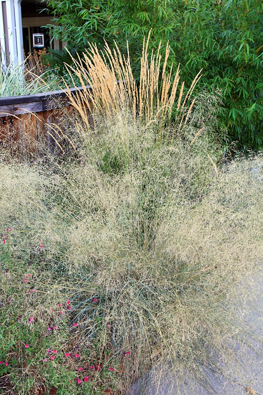 [120813_Eragrostis-elliotti13.jpg]