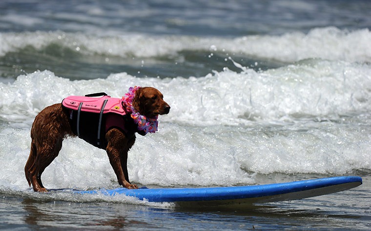 6th-surf-dog-comp2 6th-surf-dog-comp2