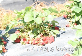 Strawberry picking 011