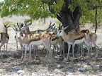 Etosha Nationalpark