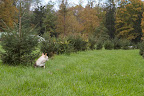 Plus, its pine smell is intoxicating. Hey, Francesca! Where are you going? Plus, its pine smell is intoxicating. Hey, Francesca! Where are you going?